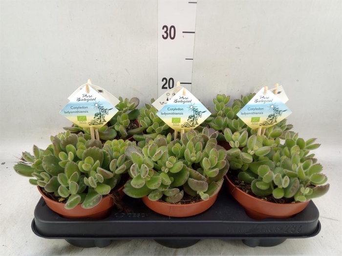 <h4>Cotyledon tome. ladys.</h4>