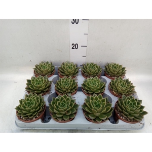 Echeveria   ...not flowering