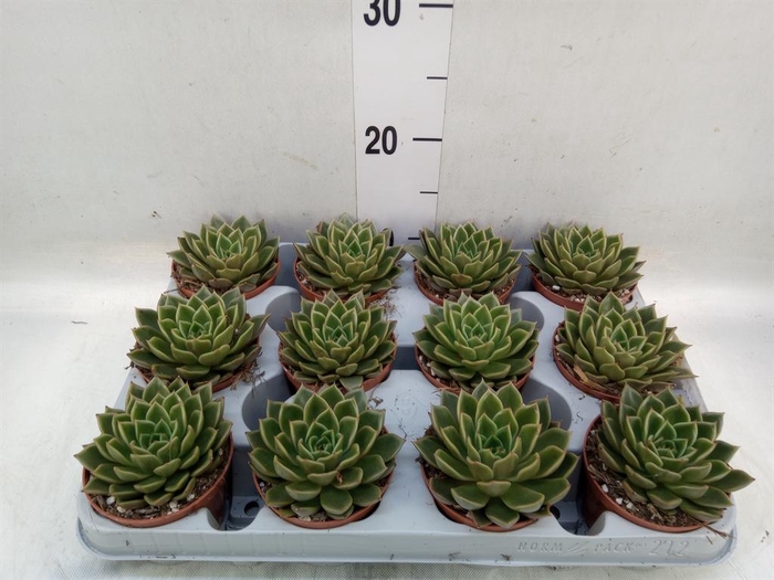 <h4>Echeveria   ...not flowering</h4>