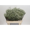 Limonium sinensis Clear Diamond