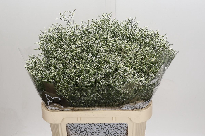 Limonium sinensis Clear Diamond