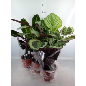 Calathea   ...mix