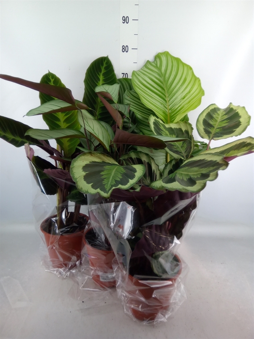 <h4>Calathea   ...mix</h4>