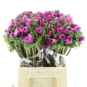 Anem Mistral Sr Cerise Super