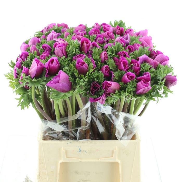 <h4>Anem Mistral Sr Cerise Super</h4>