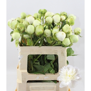 PAEO L DUCHES D NEMO