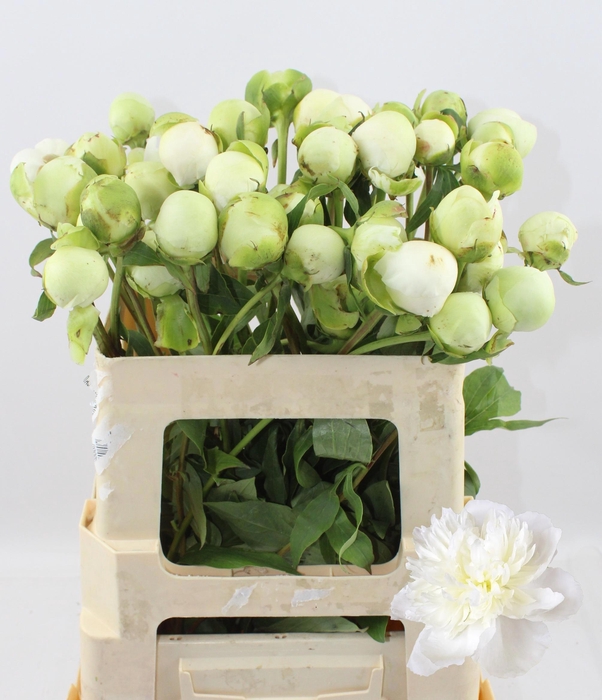 <h4>PAEO L DUCHES D NEMO</h4>