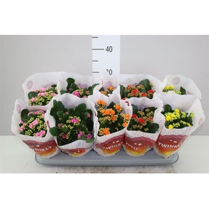Kalanchoe Calandiva Mix