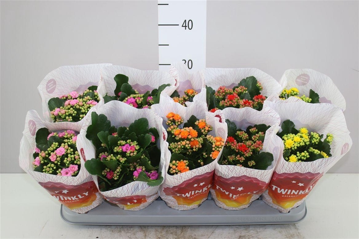 <h4>Kalanchoe Calandiva Mix</h4>