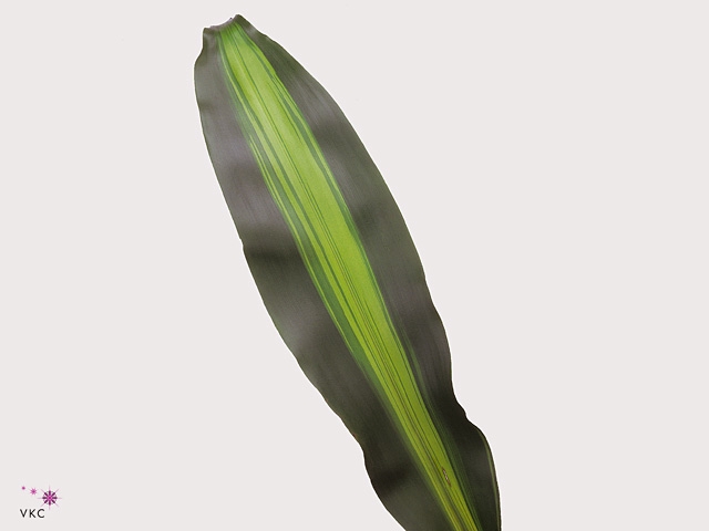 DRACAENA MASSANGEANA