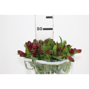 ALSTROEMERIA ANGELINA 080 CM