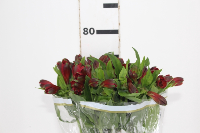 <h4>ALSTROEMERIA ANGELINA 080 CM</h4>