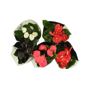 Anthurium Flamingo mix in junglehoes 17cm (LET OP JUNGLEMIX!!)