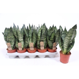 Sansevieria zeylanica