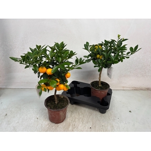 CITR MICROCARPA