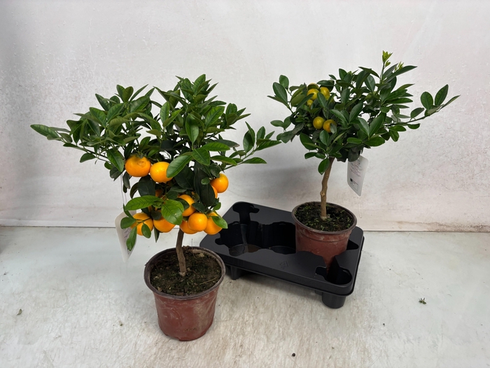 <h4>CITR MICROCARPA</h4>