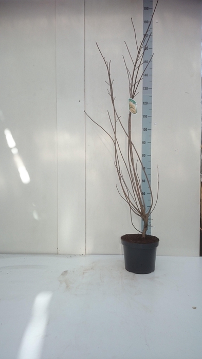 <h4>Cotinus coggygria 60</h4>