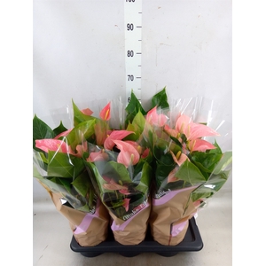 Anthurium andr. 'Pink Explosion'