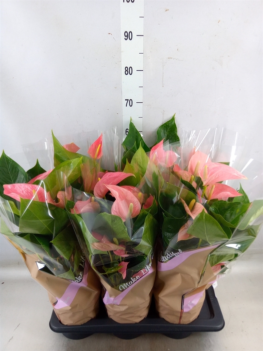 <h4>Anthurium andr. 'Pink Explosion'</h4>