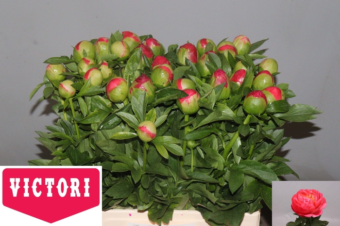 <h4>PAEO CORAL SUNSET</h4>