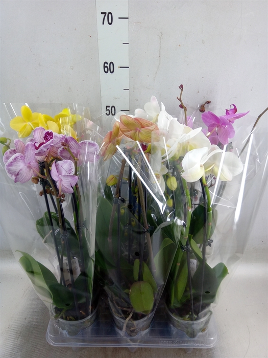 <h4>Phalaenopsis  'Elegant Cascade'</h4>