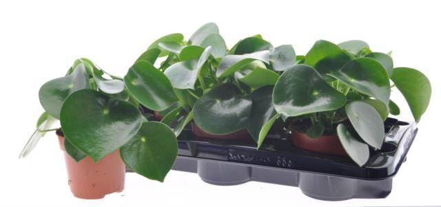 <h4>Peperomia polybotrya 'Raindrop'</h4>