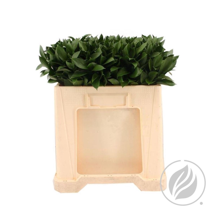 <h4>Ruscus Hypophyllum 50cm</h4>