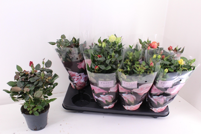 <h4>RO PATHIT GEM 6 SRT</h4>