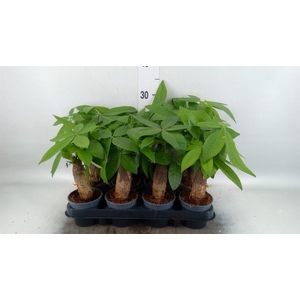 Pachira aquatica
