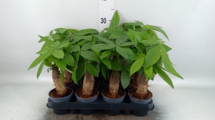 <h4>Pachira aquatica</h4>