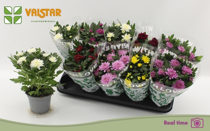 <h4>CHRYS GEM 6 KL</h4>