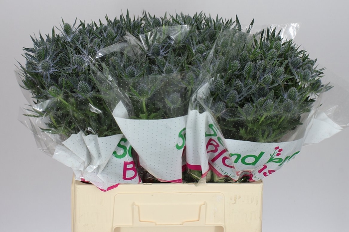 <h4>Eryngium Blue Lagoon</h4>