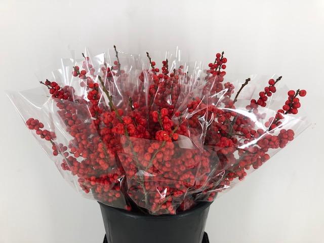 <h4>Mono Ilex Rood L50 X3</h4>