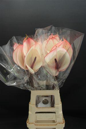 <h4>Anthurium Facetto</h4>