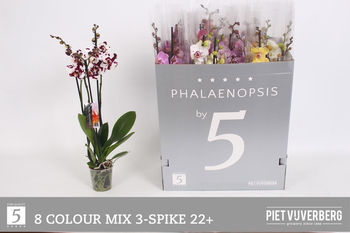 <h4>PHAL GEM 8 KL</h4>