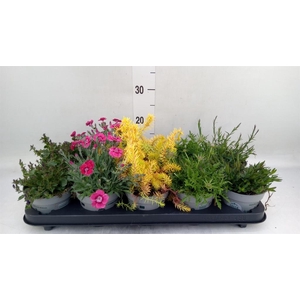 Rotsplanten   ...mix   [Rock plant]