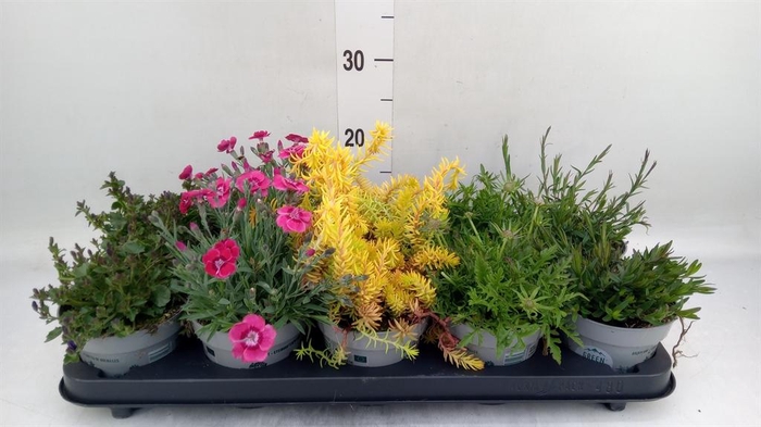 <h4>Rotsplanten   ...mix   [Rock plant]</h4>