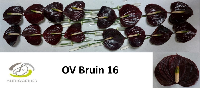 <h4>Anthurium Indiana Magic</h4>