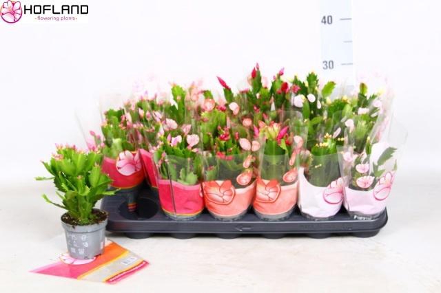 <h4>SCHLUMB GEM 3 KL</h4>