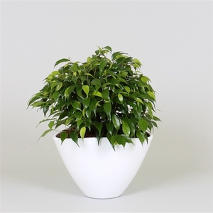 Arrangement Ficus green kinky in enveloppot