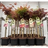 Acer Palmatum Mixkar