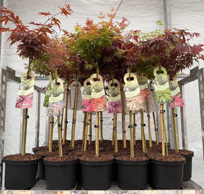 Acer Palmatum Mixkar