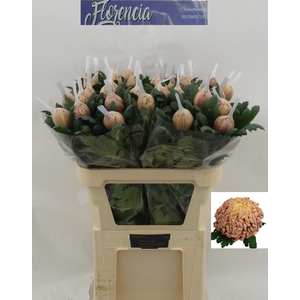 Chr G Vienna Copper
