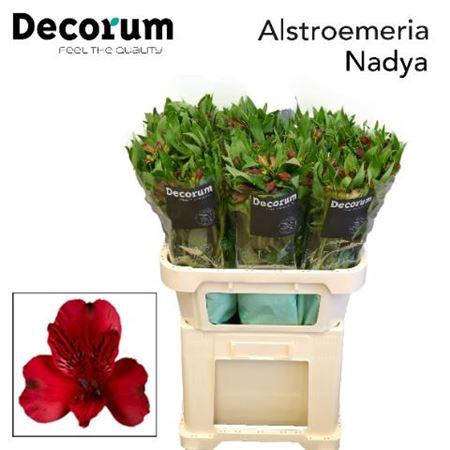 <h4>Alstr Nadya</h4>