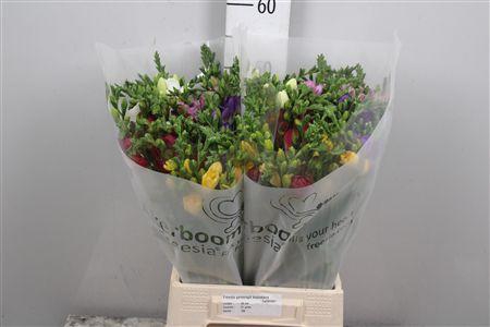 Fr En Gemengd 21gr (op Kleur!)