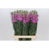 Matthiola Iron Hot Pink