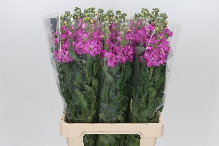 Matthiola Iron Hot Pink