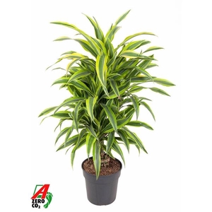 Dracaena fragrans Deremensis Grp Lemon Lime