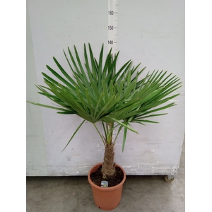 Trachycarpus fortunei