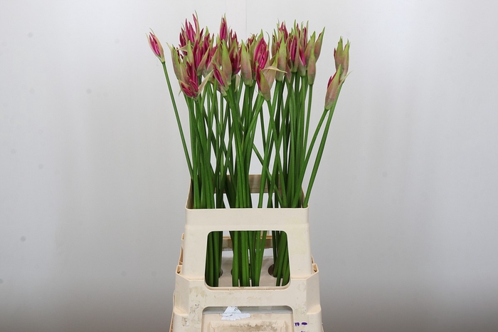 <h4>Nerine Favoriet</h4>